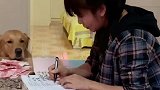 豆妈记账被豆爸偷钱，谁料豆豆的做法令人出乎意料，狗狗成精了
