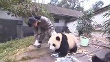 一只熊猫要偷吃小伙伴的盆盆奶，然后诠释了什么叫偷鸡不成蚀把米