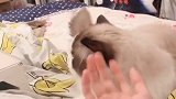 略略略真的太撩了猫 云吸猫 布偶猫