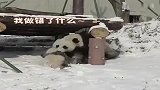 熊猫宝宝被亲妈支配的恐惧，我太难了