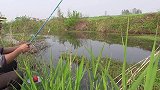 清明节扫墓，发现一条长满水草的河沟，下午忍不住去甩几竿