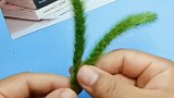 狗尾巴草和小雏菊也很般配哦！
