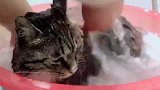 从垃圾堆里捡了一只小猫，回家就给洗澡，太脏了！