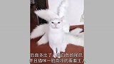 猫咪奇怪地长出九条尾巴，主人走到后面一看，真以为要成仙了