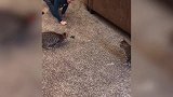 小男孩在玩遥控玩具，吓得小猫跳了起来，真是太有意思了！