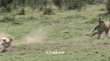 动物：4只猎豹捕食羚羊，怎料羚羊来个反杀，用角猛戳猎豹身体