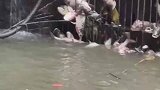 问君能有几多愁，恰似栅栏卡鱼头