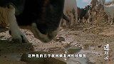 世界“最狠”的鱼：不吃不喝也能存活4年，旱季还可以帮人解渴