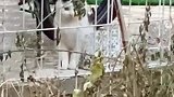猫咪两兄妹在我家重聚首，就差流浪猫妈的大儿子了