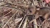 小野猪的脾气有多大啊