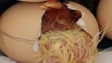 湖北一女子用电饭锅孵出一锅小鸡