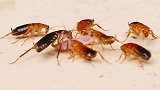 蟑螂为什么又叫“打不死的小强”？我们该如何消灭它？