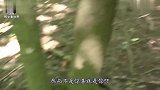 大叔山上捡到“怪蛋”让母鸡孵化后，得知是保护动物