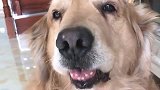 主人说自己生病了，不吃狗肉就会死，金毛的表现感动让人泪目