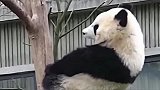 国宝熊猫很无奈