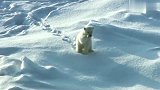 北极熊妈妈捕食海豹，小北极熊有样学样！真有趣！