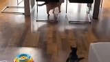 才过了七天，新来的小奶猫就和原住民睡到一个窝里了！