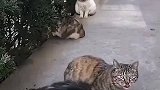第一天当流浪猫，不知道有啥规矩流浪猫