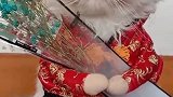 猫：铲屎的，你拍完了没，拍完我就脱衣服了！