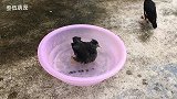 今天聊聊怎么教八哥鸟说话，方法其实很简单，看完你学会了吗