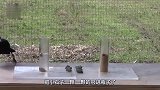 动物：一只作死的乌鸦，三番两次挑衅猫咪