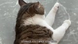 猫：摸一下就不说你了，还拔我毛