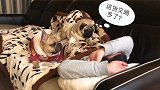 主人喝醉睡觉，有两个狗子深切的关怀真好