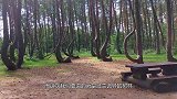 波兰诡异树林，400棵树同时弯曲，看完让人心生恐惧