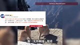 “新版华山论剑”，两只小猫在华山顶上演“华山论爪”