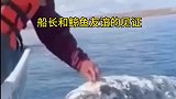 船长和鲸鱼的友谊见证