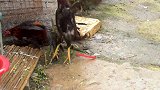 斗鸡战败身亡，大铁锅一炖，哎呀！这味道真爽