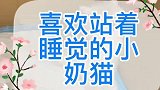 这样的睡颜你爱了嘛？每天就喜欢站着睡觉