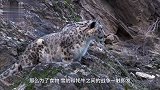雪豹一口咬住小牦牛咽喉，牦牛妈妈疯狂报复！你是吃了豹子胆了