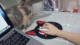 铲屎君工作时候，肥猫就捣乱，太逗了