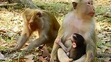 猴子看一看再喝！