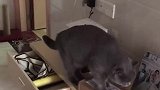 猫：奇了怪，小鱼干明明放在这里的呀！