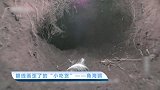 【宠物星球】眼线画歪了的“小吃货”——角海鹦