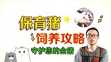 保育猪饲养攻略三步走，这样养猪快速渡过保育关，守护您的金猪！