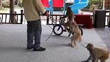 猴子踩单车