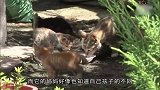 失明的小猫病危，经过好心小哥救治，终于看见了妈妈