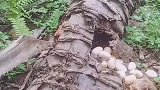 树林发现一窝野蛋，不知道是谁生下的