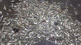 印度鲶鱼到底有多么可怕？把食物扔进去，下一秒整个河面沸腾了！