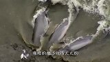三只海豚故意搁浅，只为捕到海鸟，网友套路太深了