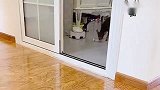 铲屎官有点头疼，小鹿犬立马让主人吃完药去休息，这狗成精了