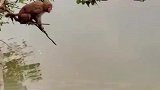 被老虎围攻依然坚持干饭的猴子，富贵险中求