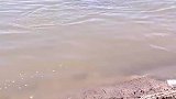 男子在江边游玩，发现一只江豚