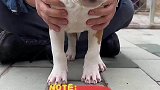 当然这狗对主人还是很好的，特别亲人的一犬种