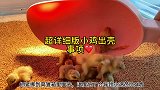 新详细版小鸡出壳事项