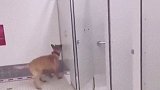 顺便找机会吃个热乎的 狗 厕所
