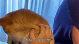 柴犬能有多凶残对着主人两眼冒金光，网友：不敢惹
